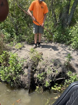 Gators and Ghosts: New Orleans Tours by null
