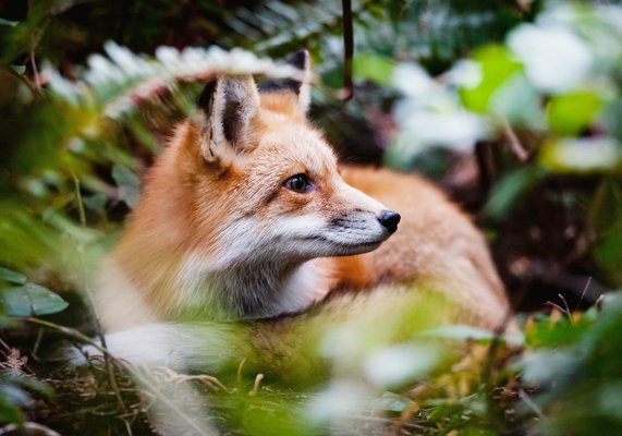 Photo of Northwest Trek Wildlife Park - Eatonville, WA, US.