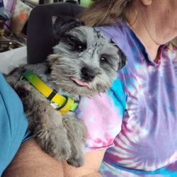 4Paws Only