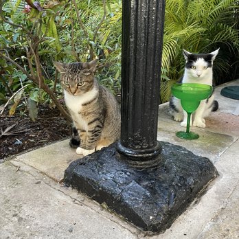 Ernest Hemingway Home  - Museums Near Me - Key West, Florida