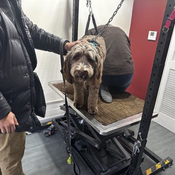 Le Pawrista - You are more than welcome to be with your pet during their nail trim! - Pet Groomers Near Me - Royal Oak, Michigan