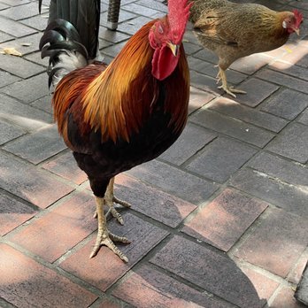 Ocean Grill & Bar - Rooster - Seafood Near Me - Key West, Florida