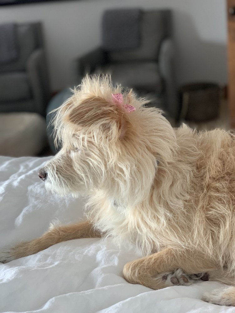 PET NETWORK HUMANE SOCIETY 17 Photos & 27 Reviews Pet Sitting 401