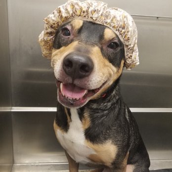 Petco - Bandit loving his bath time #antelopepetco - Pet Stores Near Me - Antelope, California Petco - Bandit loving his bath time #antelopepetco - Pet Stores Near Me - Antelope, California