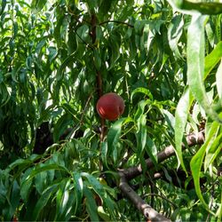 Eastmont Orchards