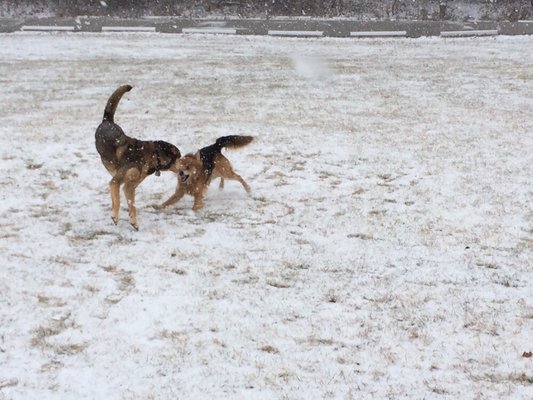 dog training etobicoke