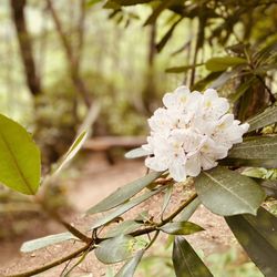 Fire Mountain Resort & Spa - Rhododendrons in full bloom