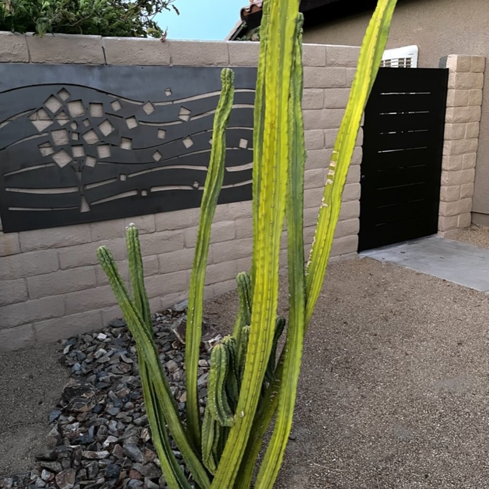 Davinci Gate - Bronze gate complements our wall sculpture to define the side yard. - Fences & Gates Near Me - Chula Vista, California Davinci Gate - Bronze gate complements our wall sculpture to define the side yard. - Fences & Gates Near Me - Chula Vista, California
