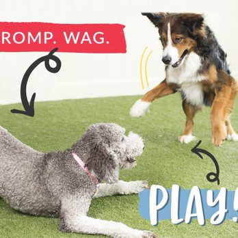 Camp Bow Wow Denver Central - Pet Sitting Near Me - Denver, Colorado Camp Bow Wow Denver Central - Pet Sitting Near Me - Denver, Colorado