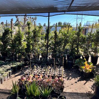 Classic Nursery - Nurseries & Gardening Near Me - Tarzana, California Classic Nursery - Nurseries & Gardening Near Me - Tarzana, California