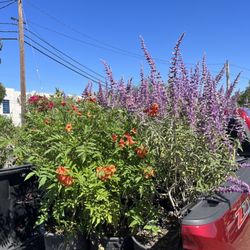 Mercado's Nursery