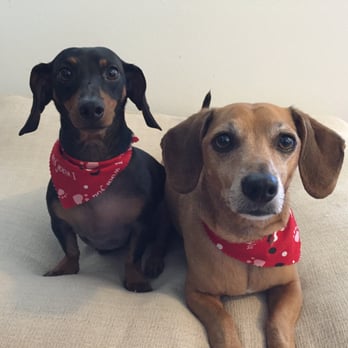 Palm Ridge Grooming Gallery - My babies looking all handsome....Shampoo/wash and nail trim. - Pet Groomers Near Me - Chula Vista, California