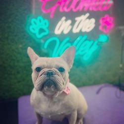The Valley Mobile Grooming