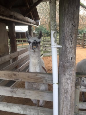 Willowbank Wildlife Reserve by null