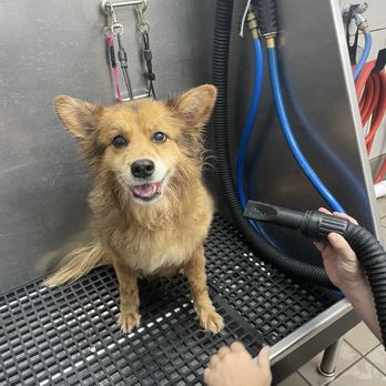 Pet Supplies Plus Austin - North Mopac - One happy dog! - Pet Stores Near Me - Austin, Texas