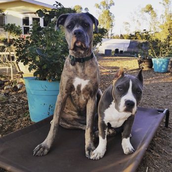Alisha's Dog Care - Best friends!! Zoë and sweet Kaia! - Dog Walkers Near Me - Temecula, California Alisha's Dog Care - Best friends!! Zoë and sweet Kaia! - Dog Walkers Near Me - Temecula, California