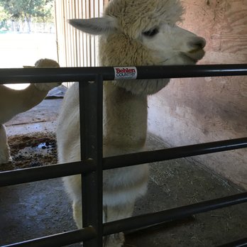 Alpacas at Marquam Hill Ranch - Ranches Near Me - Molalla, Oregon Alpacas at Marquam Hill Ranch - Ranches Near Me - Molalla, Oregon