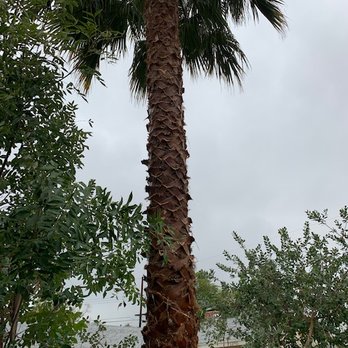 Natural Wonders Trees - This thing looked pretty shaggy before this. - Tree Services Near Me - Los Angeles, California