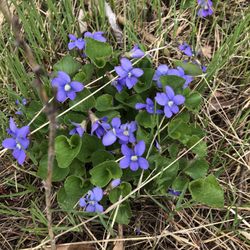 Ledge View Nature Center - Violets