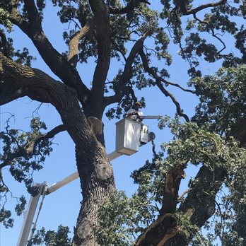 Anderson Tree Experts - Tree Services Near Me - Oakdale, California Anderson Tree Experts - Tree Services Near Me - Oakdale, California