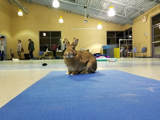 Animal Friends 562 Camp Horne Rd Pittsburgh Pa Animal Shelters Mapquest