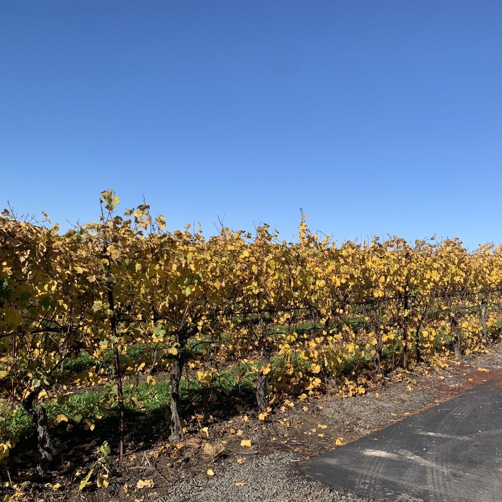 Vitis Ridge - Beautiful vines in fall! - Wineries Near Me - Silverton, Oregon Vitis Ridge - Beautiful vines in fall! - Wineries Near Me - Silverton, Oregon