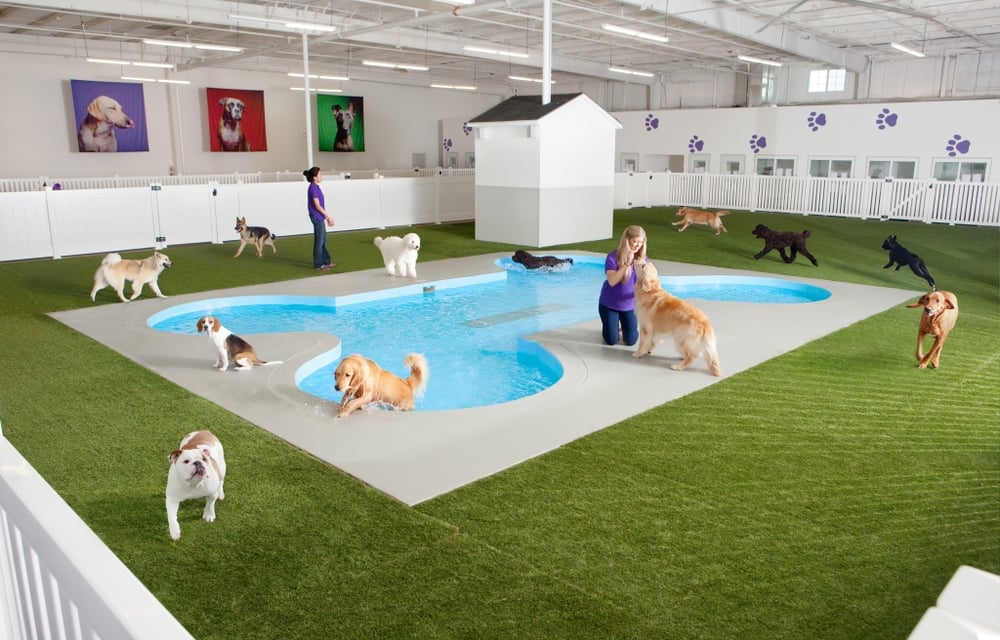dog play place