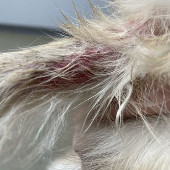 Caring Hearts Animal Clinic - Dermatitis developed with splint and tape - Veterinarians Near Me - Gilbert, Arizona