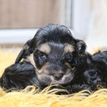Cockapoo Families - https://cockapoofamilies.com/ - Pet Stores Near Me - Los Angeles, California Cockapoo Families - https://cockapoofamilies.com/ - Pet Stores Near Me - Los Angeles, California