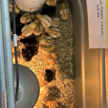 Rural King - Mixed chicks - Home & Garden Near Me - Plano, Illinois Rural King - Mixed chicks - Home & Garden Near Me - Plano, Illinois