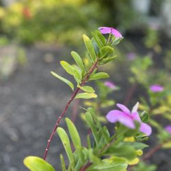 Yoders Tree And Landscaping