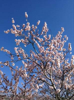 Parque de la Quinta de los Molinos by null