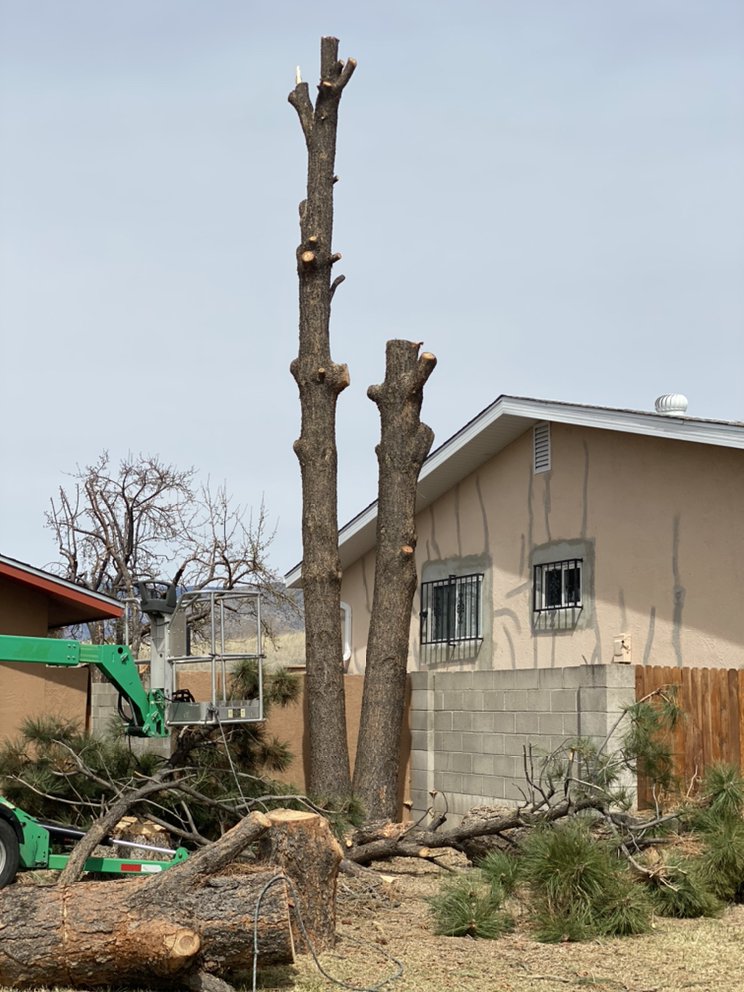 Blake's Tree Service & More - tree service in Albuquerque, NM