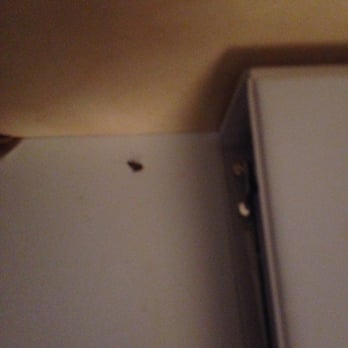 Holiday Inn Gaithersburg - Roach number two - Hotels Near Me - Gaithersburg, Maryland Holiday Inn Gaithersburg - Roach number two - Hotels Near Me - Gaithersburg, Maryland