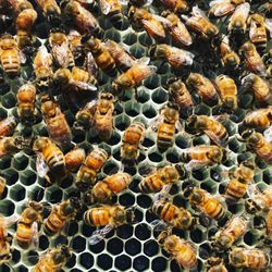 New England Beekeeping Supplies