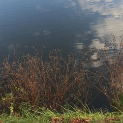 Großer Teich mit Inselzoo