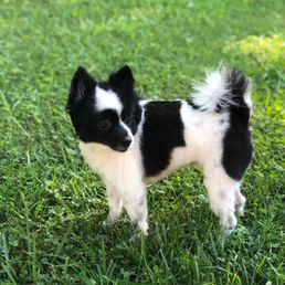 Bella Bella