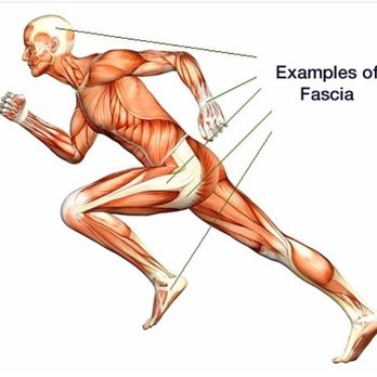 Radiant Balance - Fascia is our connective tissue that runs from head to toe and affects everything in the body, all the way down to a cellular level. - Massage Therapy Near Me - Los Angeles, California Radiant Balance - Fascia is our connective tissue that runs from head to toe and affects everything in the body, all the way down to a cellular level. - Massage Therapy Near Me - Los Angeles, California