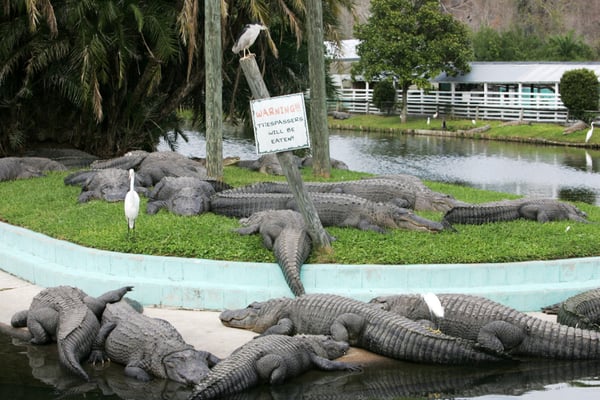 Gatorland by null