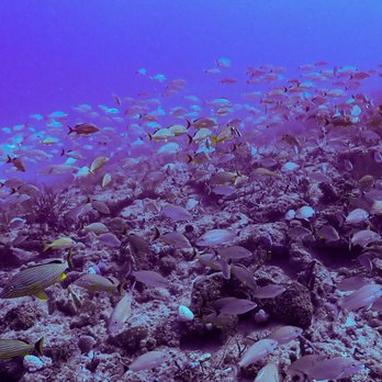 Palm beach scuba - Scuba Diving Near Me