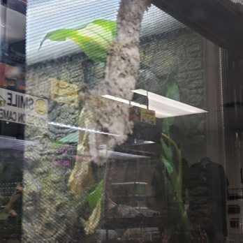 REPTILE FACTORY- RIVERSIDE - Reptile Shops Near Me - Riverside, California REPTILE FACTORY- RIVERSIDE - Reptile Shops Near Me - Riverside, California