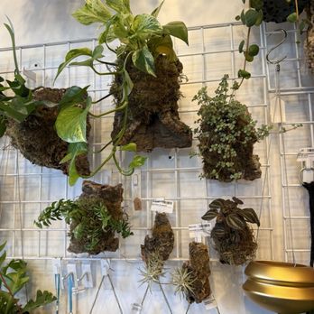 Botanic Panic - Mounted plants - Nurseries & Gardening Near Me - San Francisco, California Botanic Panic - Mounted plants - Nurseries & Gardening Near Me - San Francisco, California