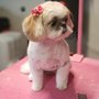 Photo of Somewhere For Dogs