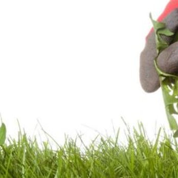 Elkhart Lawn Care - Weed control in Elkhart, IN - Gardeners Near Me - Elkhart, Indiana Elkhart Lawn Care - Weed control in Elkhart, IN - Gardeners Near Me - Elkhart, Indiana
