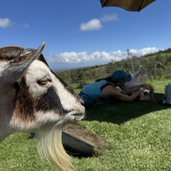 Maui Goat Yoga - Animal Assisted Therapy Near Me - Kula, Hawaii Maui Goat Yoga - Animal Assisted Therapy Near Me - Kula, Hawaii