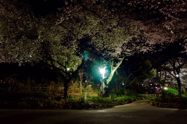 Kamon-yama Park by null