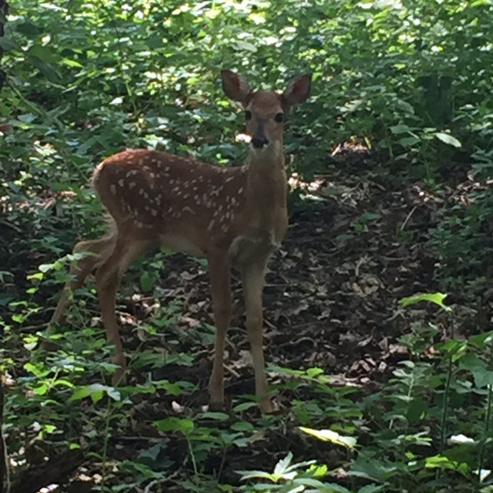 Antioch Park - A baby deer that was spotted on one of the small trails running through the woods. - Parks Near Me - Merriam, Kansas