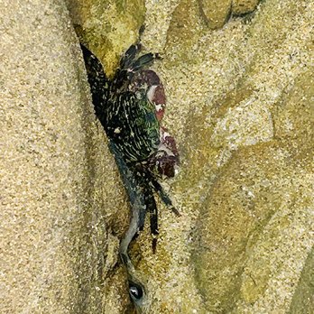 Bean Hollow State Beach - Crabs - Beaches Near Me - Pescadero, California