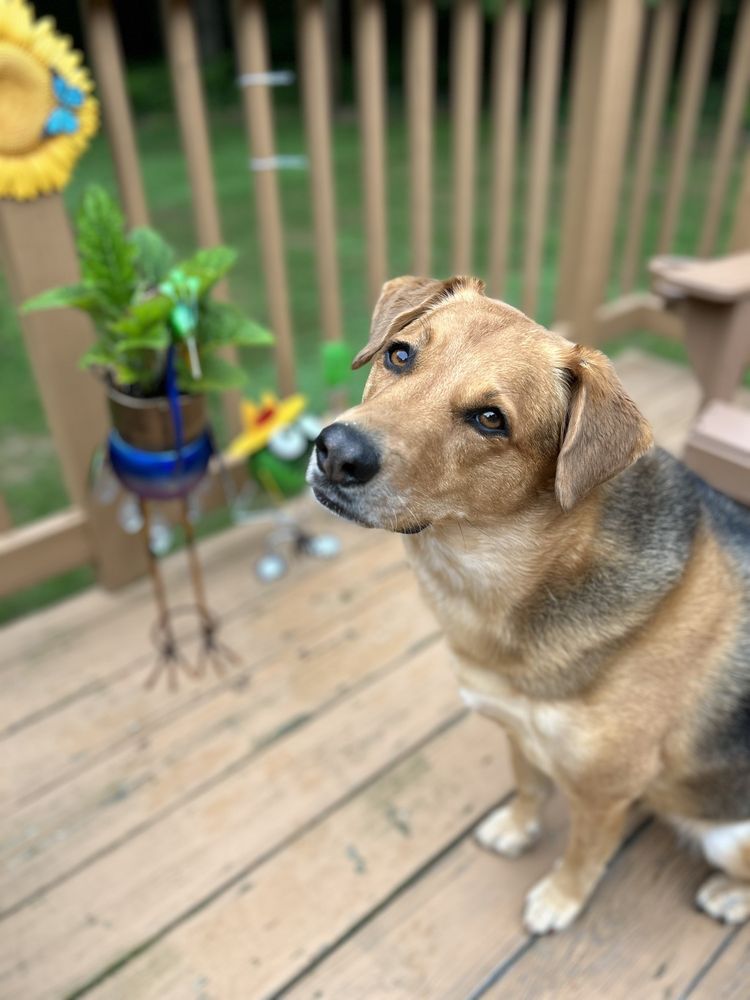 GAGNON’S PET RESORT Updated October 2024 19 Photos & 21 Reviews