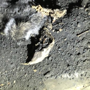 Irish Sweeps Chimney - Squirrels soot - Masonry/Concrete Near Me - East Northport, New York Irish Sweeps Chimney - Squirrels soot - Masonry/Concrete Near Me - East Northport, New York